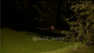Видео дня: на «ДОМе-2» появилась дикая лиса