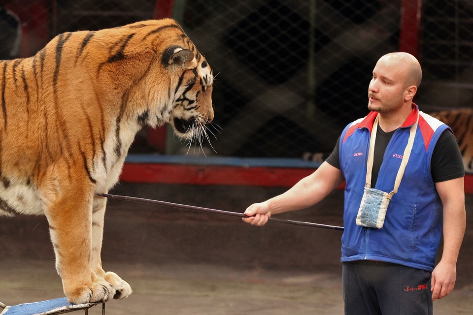 Артист цирка объяснил ситуацию с тигрицей, которой стало плохо. 