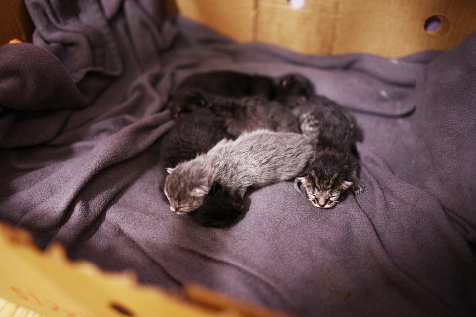 Муся родила пятерых котят ​Фото:&nbsp;Маргарита Каррентс,&nbsp;Dom2Life.ru 